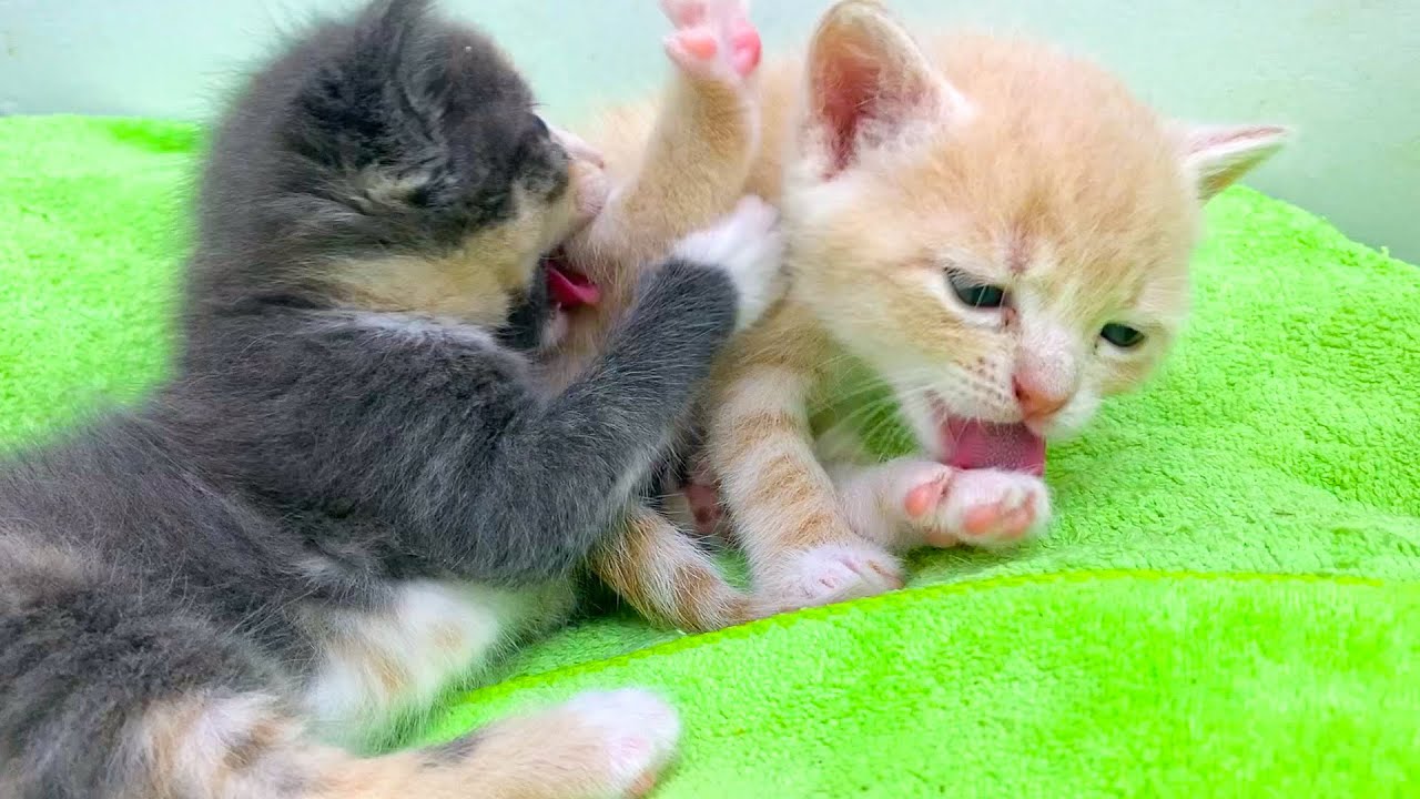 Милые котята сами моются и помогают друг другу