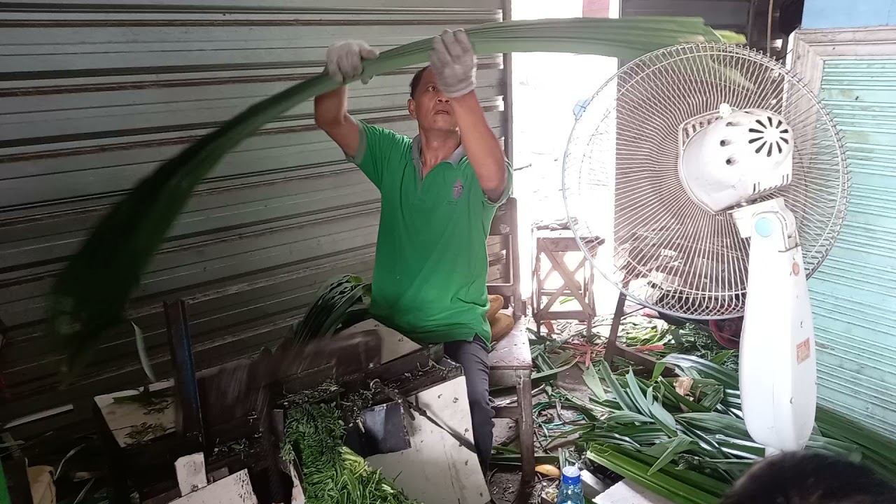 jual rajangan pandan wangi