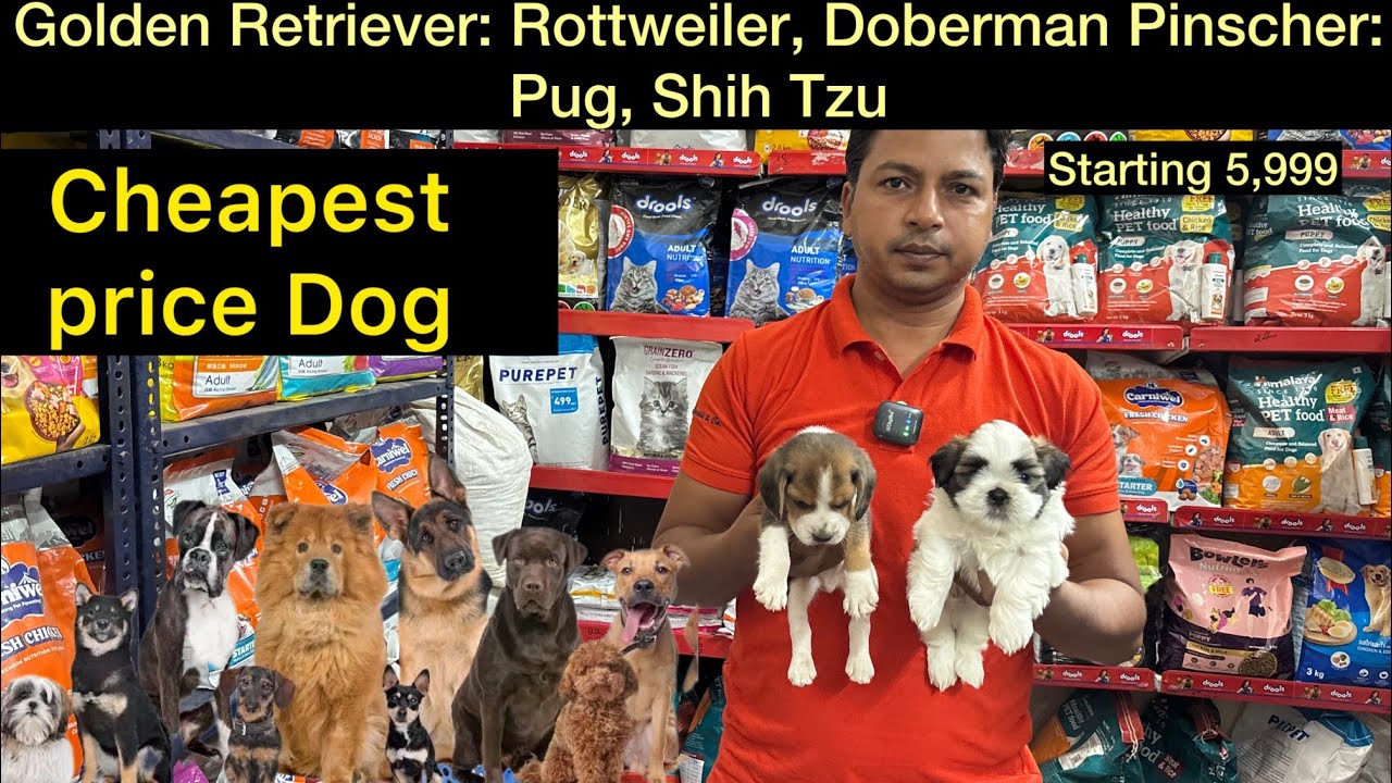 Cheapest dog market in delhi | Golden Retriever Pug Shih Tzu
