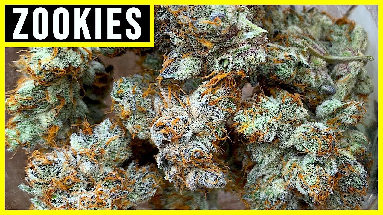 ZOOKIES STRAIN REVIEW