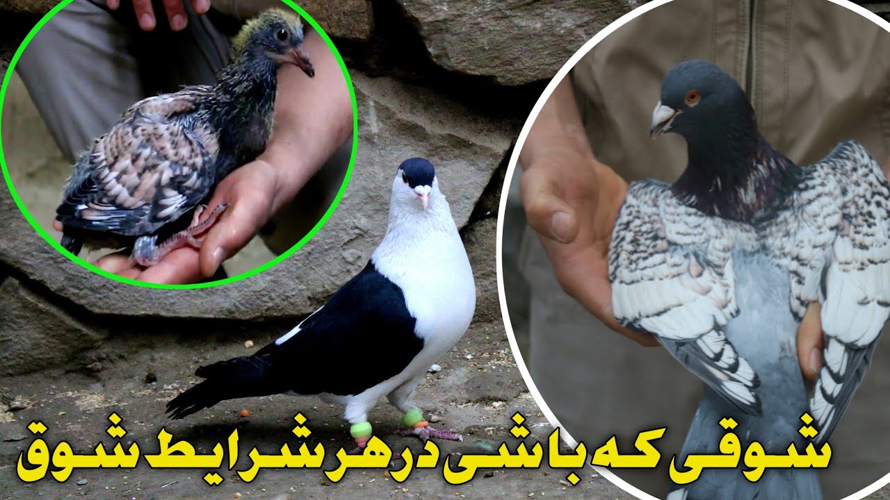 کفتر های چوچه گیر نسیم جان در قلعه خاطر