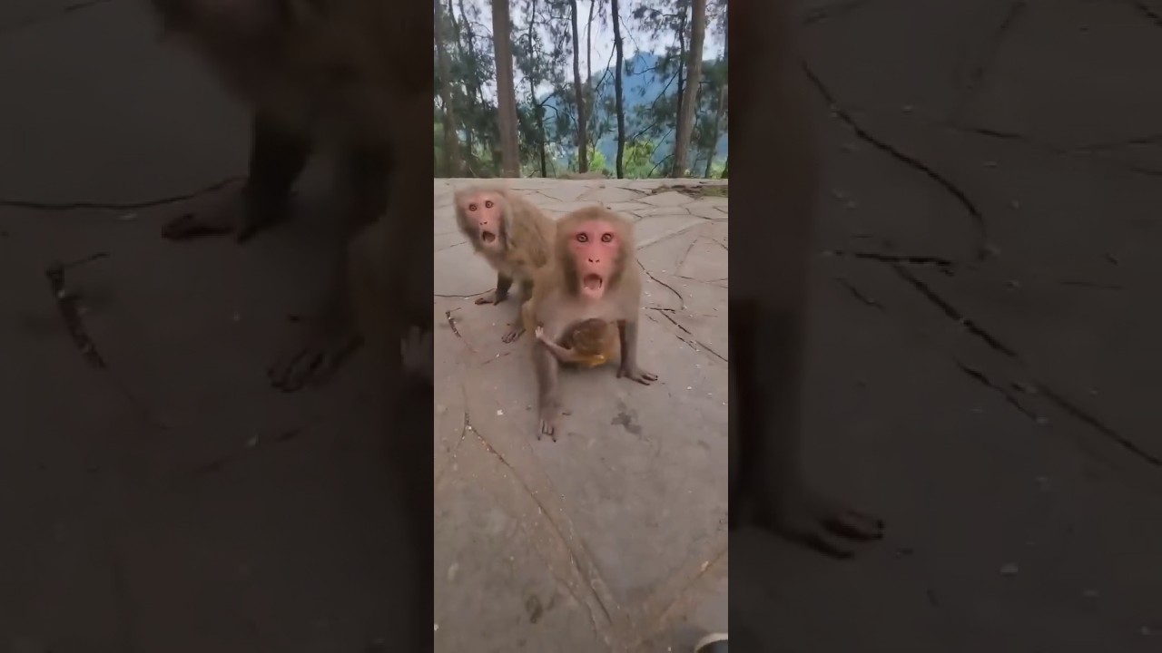 Protective mother #dzistic #monkey #babymonkey #cute #animals 🔥❤️❤️ #shortsvideo