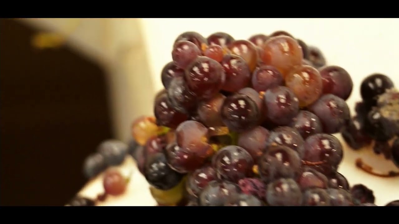 Vendanges au CHAMPAGNE BRISSON JONCHERE