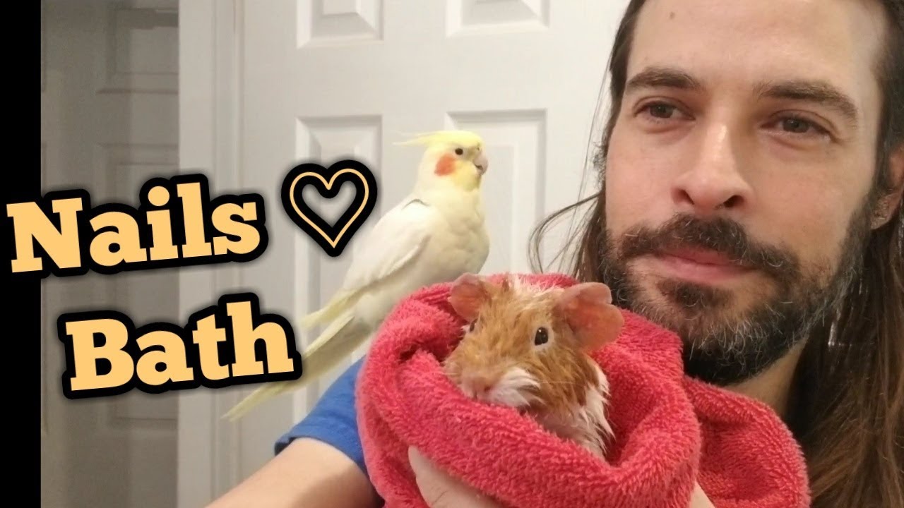 Nails the Guinea Pig - Bath