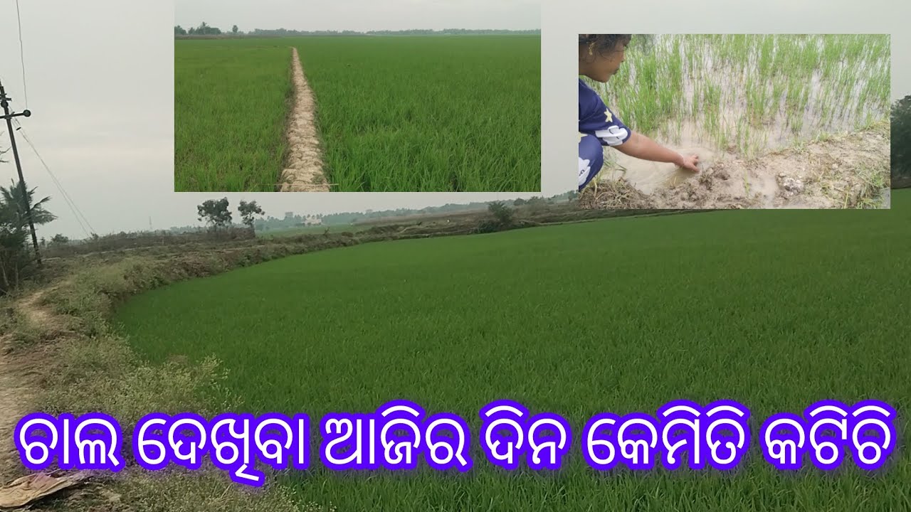 ଓଡିଆ ବ୍ଲଗ୍ //କାବେରୀ ସାହୁ#lovely kk 🥰like, comment ,subscribe, share kariba ku bhuli beni 🥰