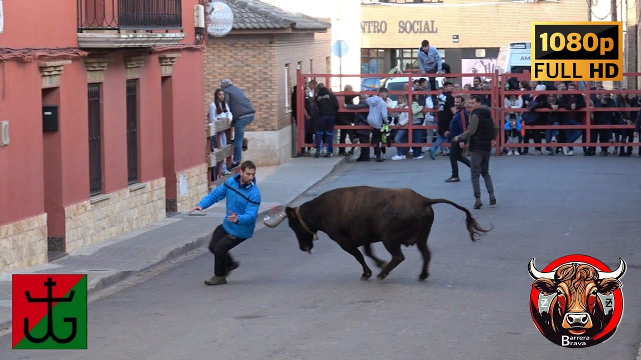 Grisen. Vacas en Calle y Plaza | 09/11/2025 | Ganad. El Ancla