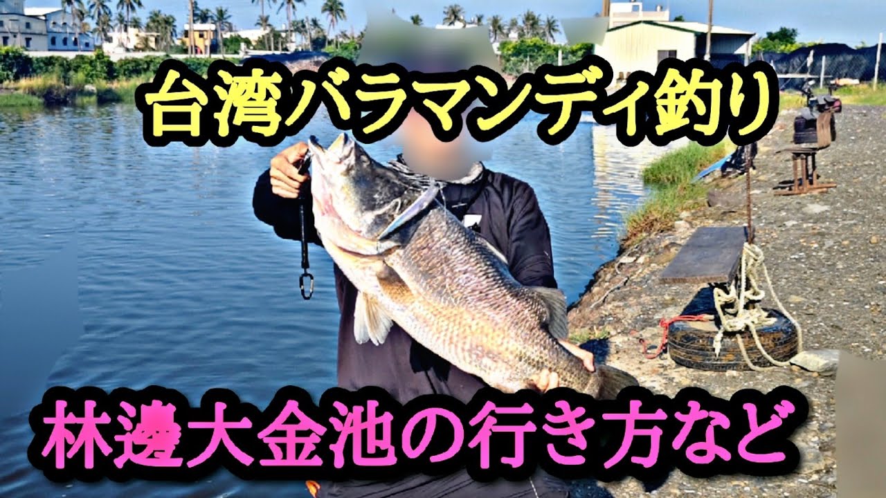 台湾のバラマンディ釣り堀【林邊大金池】の行き方、タックル、レギュレーション解説実釣動画。ナマゾンモバイリー、ズームサファリ、ラトリンログ