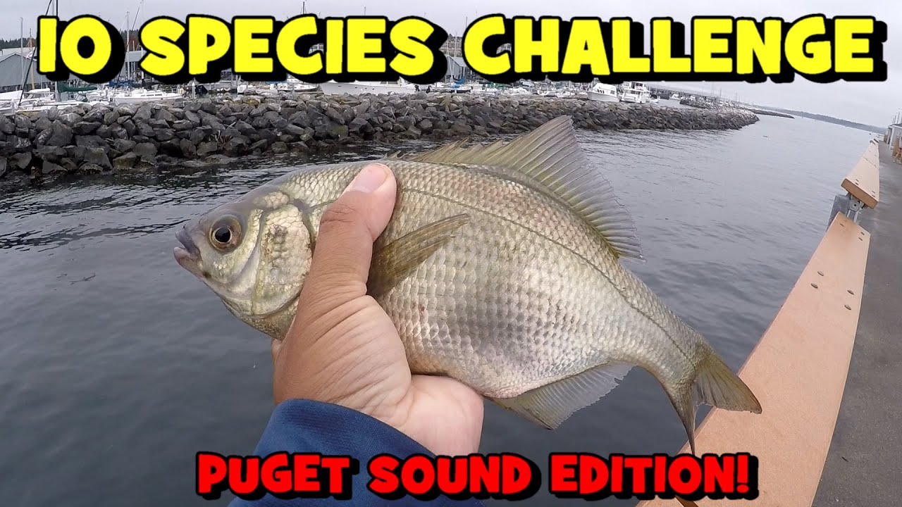 TEN SPECIES CHALLENGE...!!! (Puget Sound Edition) (Edmonds, WA -- EP5)