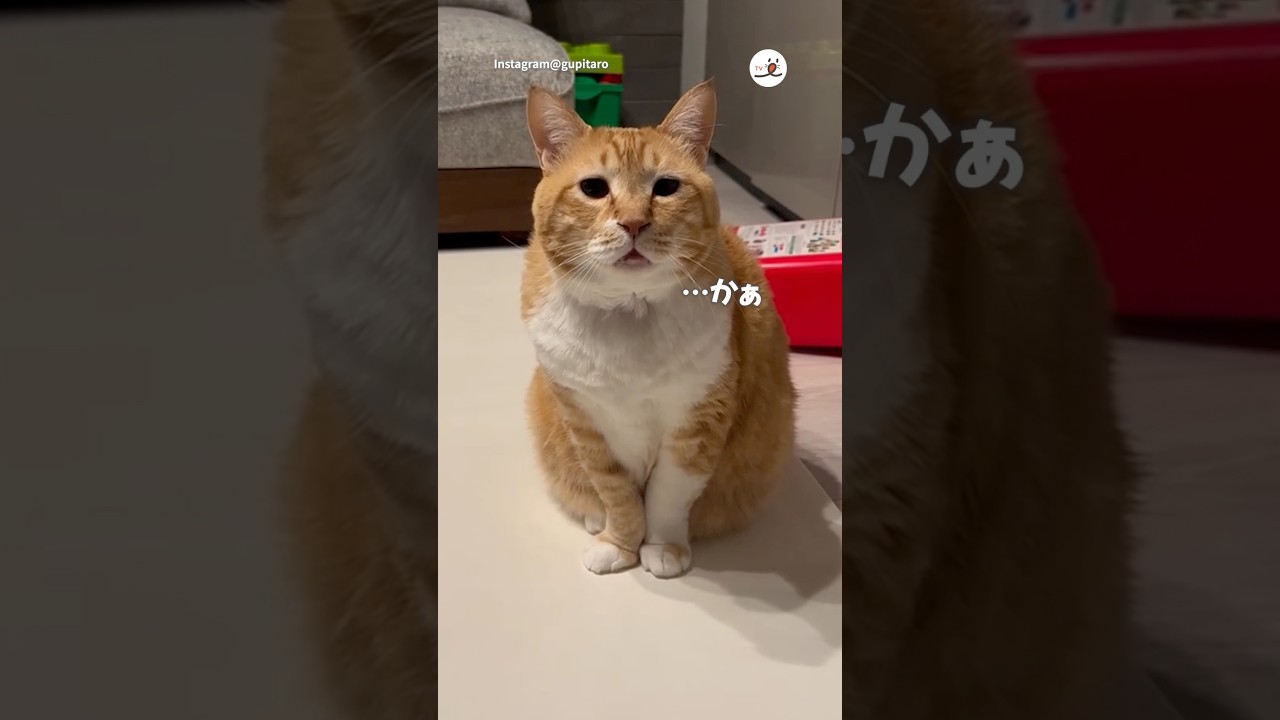ぐっぴーさん、カラスになる｜PECO #猫の鳴き声 #茶トラ白 #保護猫 #meowingcat #meowingfunny  #redtabbywhite #rescuedcat #catlover