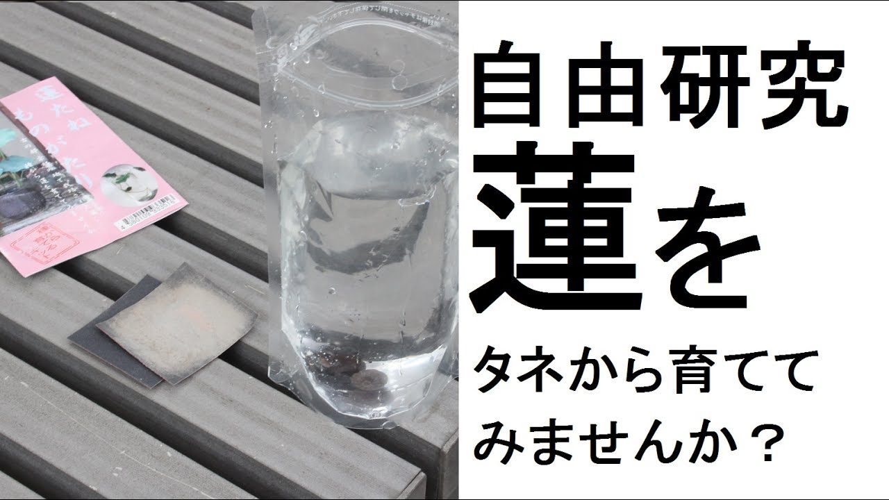 夏休みの宿題　自由研究におすすめ！蓮を種からそだててみよう！