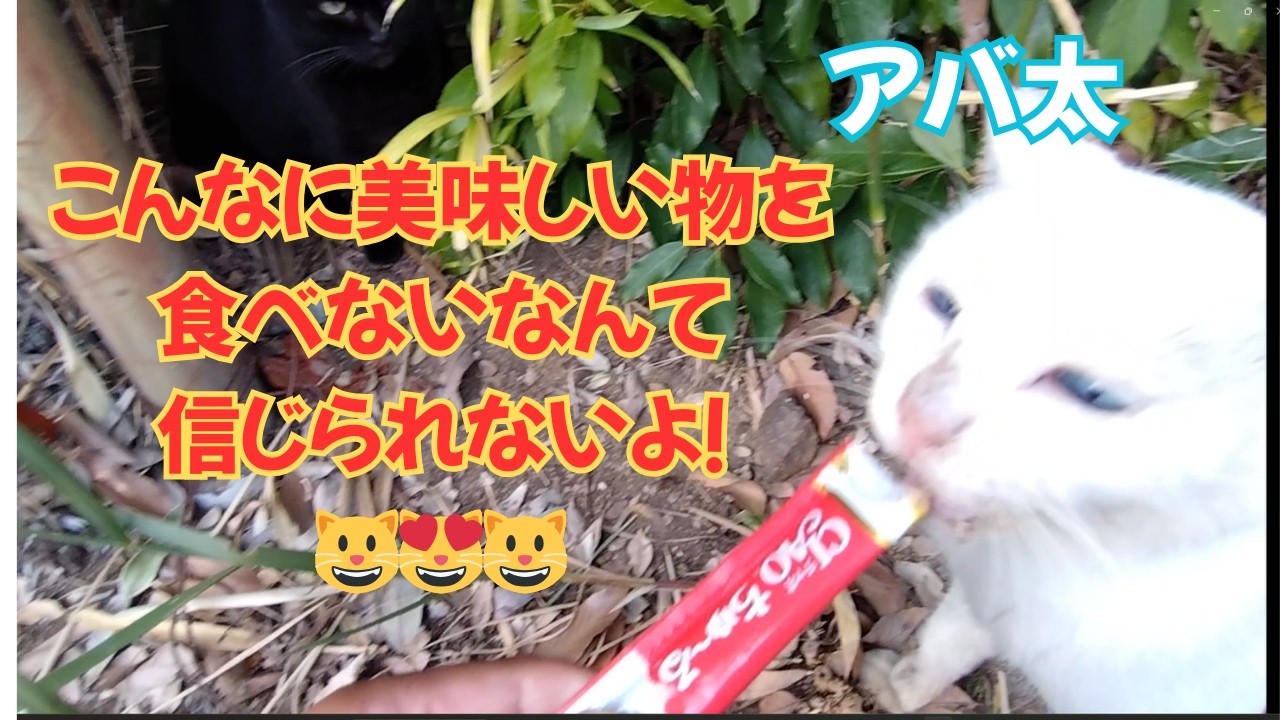 【地域猫】こんなに美味しい物を食べないなんて信じられないよ！😺12月撮影分のパート1です！😺