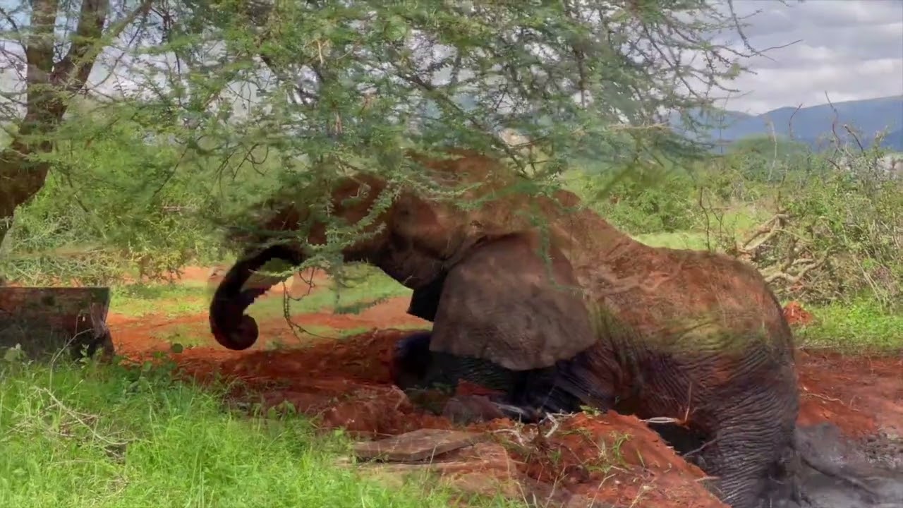 Nail-biting elephant rescue in Samburu National Reserve