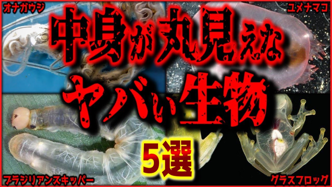 【マジ閲覧注意】見えちゃいけないものが見えている生き物 5選【ゆっくり解説/作業用BGM/睡眠用/9割が知らない】