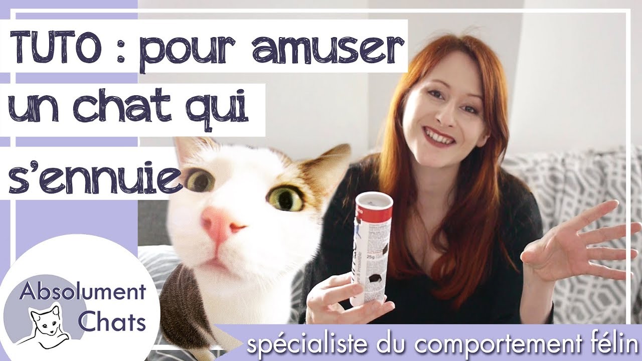 Comment amuser un chat qui s'ennuie ?