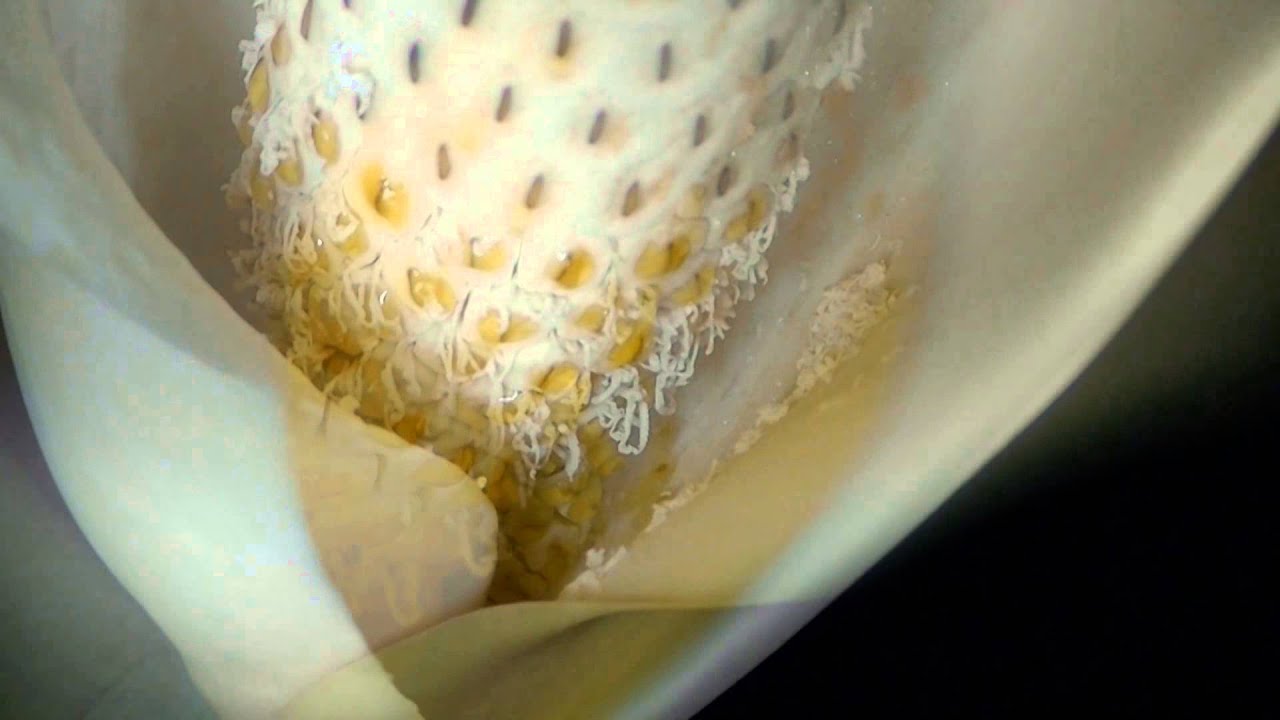 Erlebnis Natur -  Monstera Deliciosa erblüht