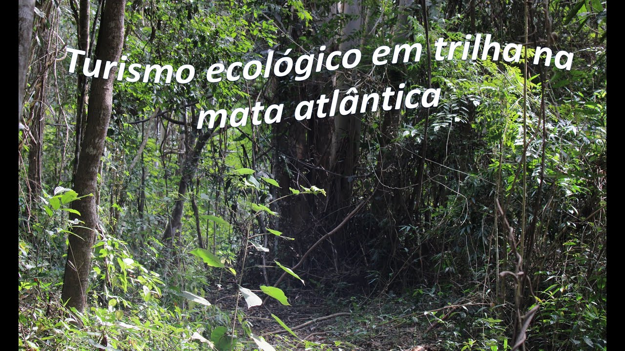 Turismo ecológico em trilha na mata atlântica