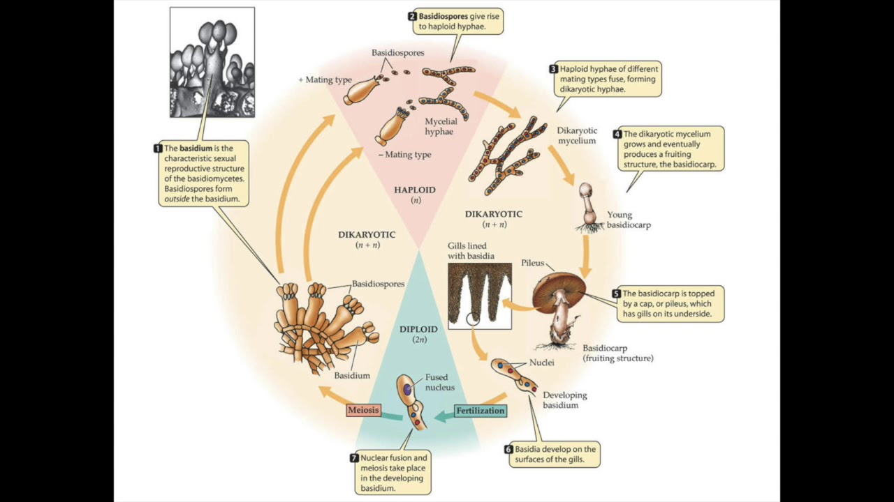 The Life Cycle of Basidiomycetes