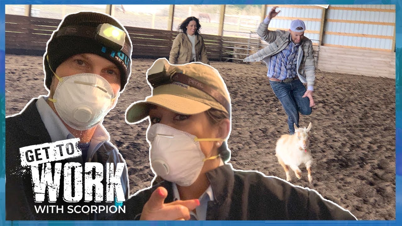 Bait and Switch - Halt Pest Control 🐭 Get To Work With Scorpion