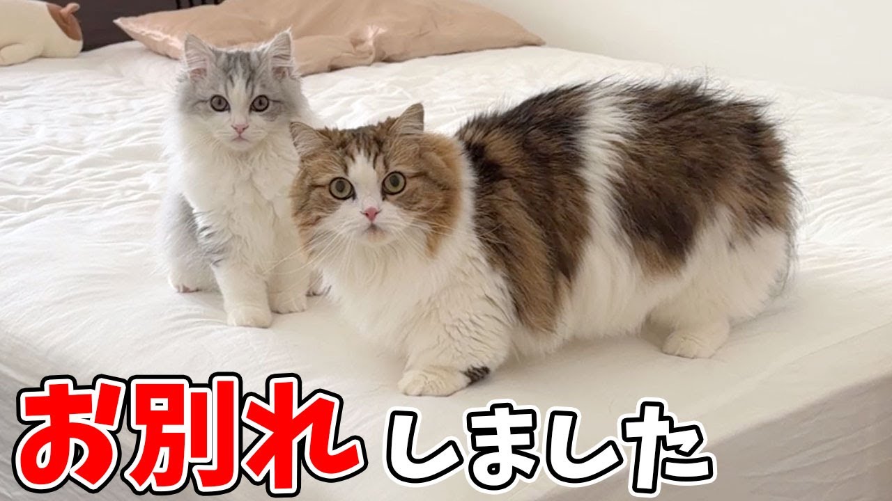 まるで本当の兄弟のようになったらいくんとお別れしました…涙