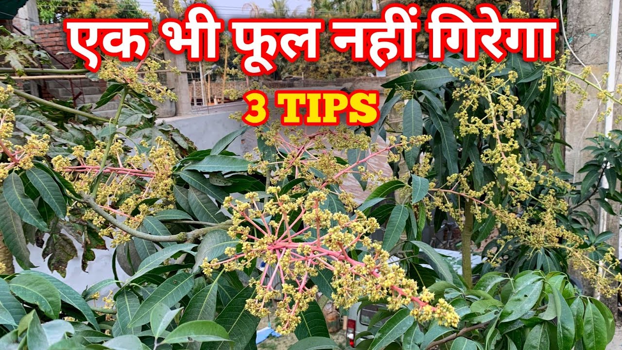 Mango Tree Care After Flowering For Lots Of Mangoes (IN HINDI) Mango Plant Care In Pots