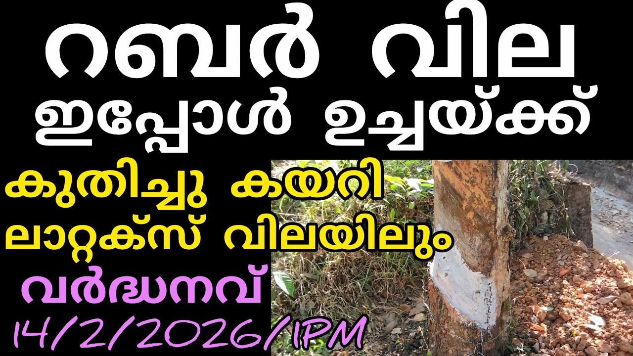റബർ വില ഉച്ചയ്ക്ക് കുതിച്ചു കയറി | 14/2/2026/1PM | Kerala Agriculture Price and News 