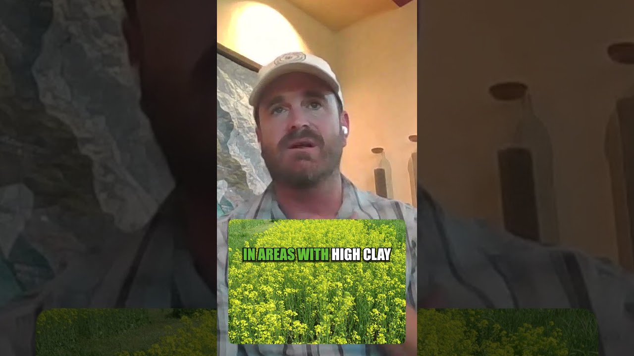 Vineyard Cover Crops