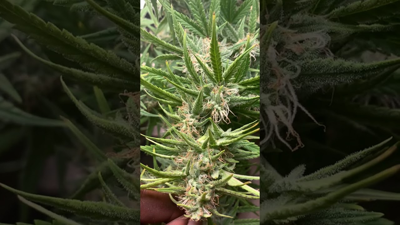 Auto flower update