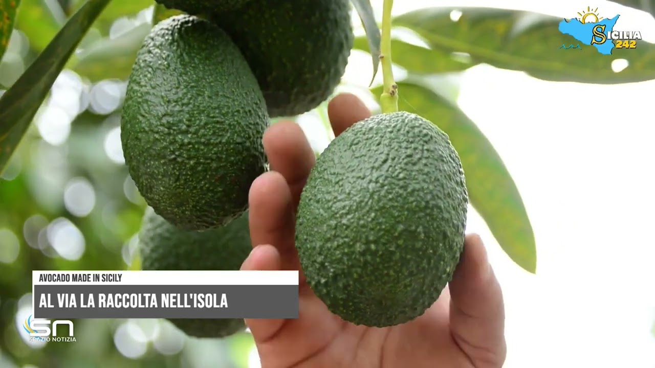 Avocado sempre più made in Italy: al via la raccolta in Sicilia