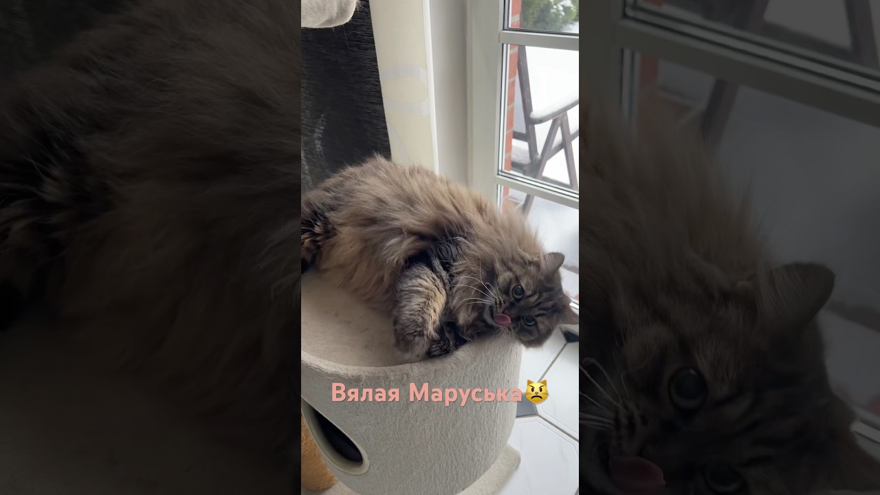 🩸🐾разбудили Машку😹