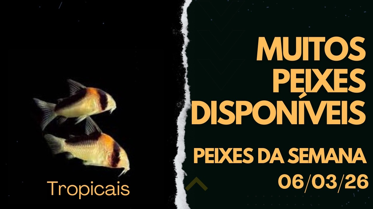 Novo Lote de Peixes Comunitários aqui na Loja!