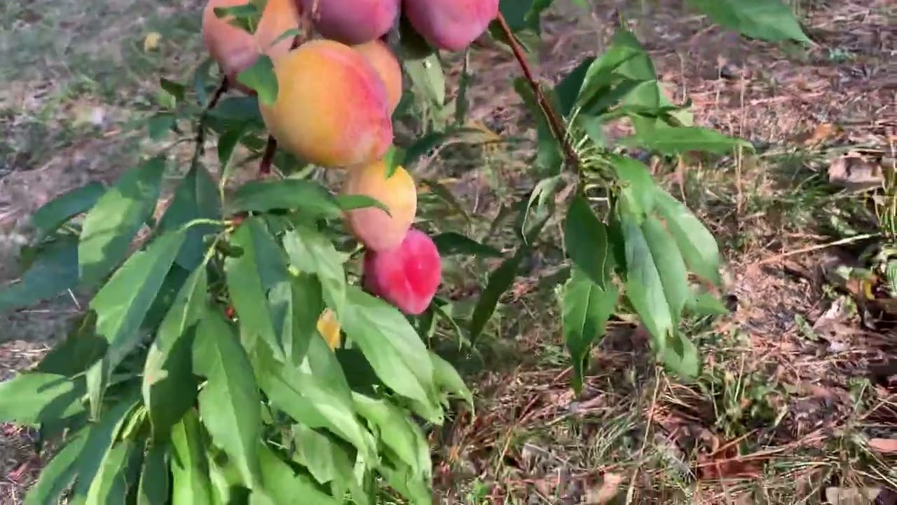 Plum Peach Hybrids 😍 Last ones on tree