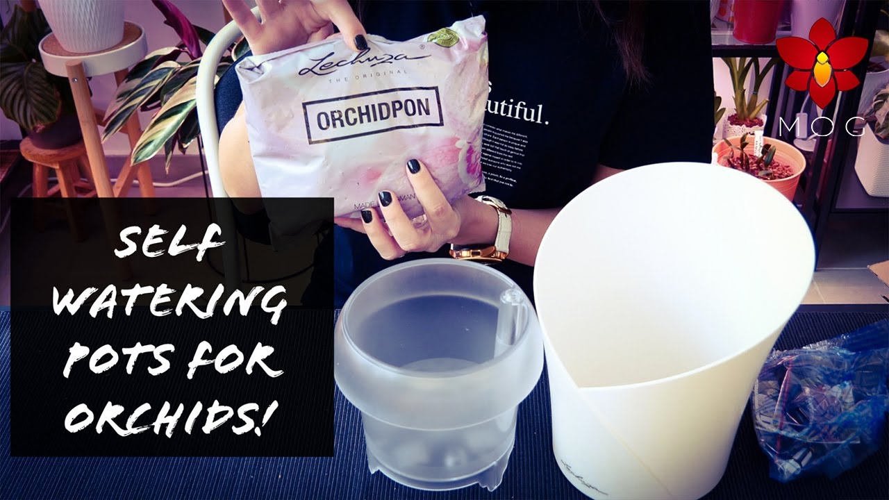 Trying Phalaenopsis Orchids in new Lechuza Self Watering Pots for Orchids!