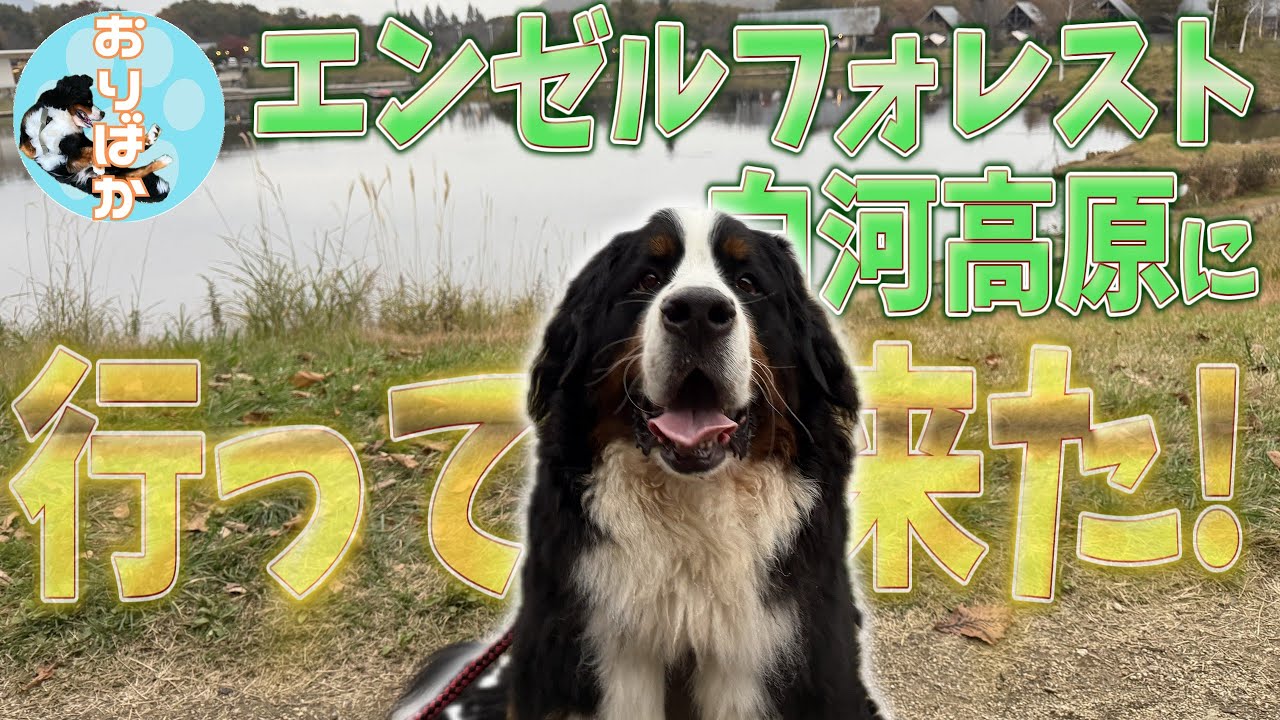 【おふざけ多め】エンゼルフォレスト白河高原に行ってきたよ【バーニーズマウンテンドッグ】