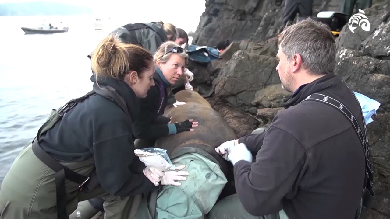 Saving Sea lions: Why Marine Plastic Matters | From The Archives | Ocean Wise