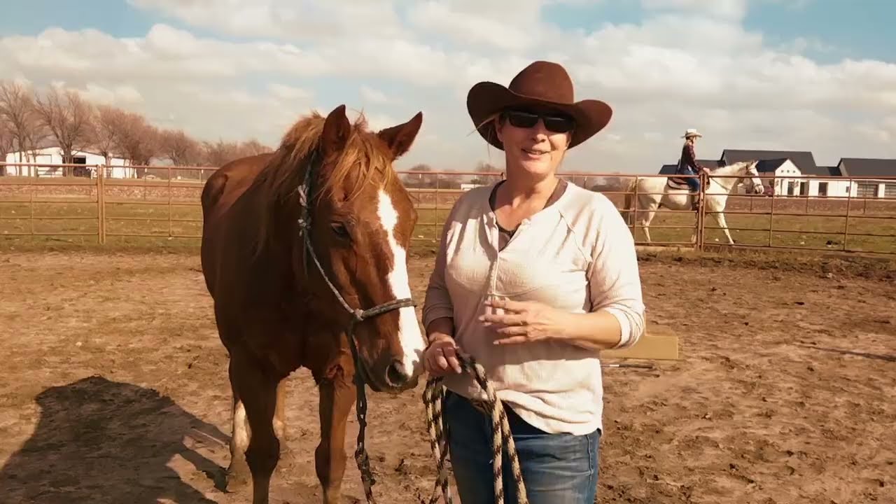 Starting to build the Topline Exercises with an older horse, backing up in two positions