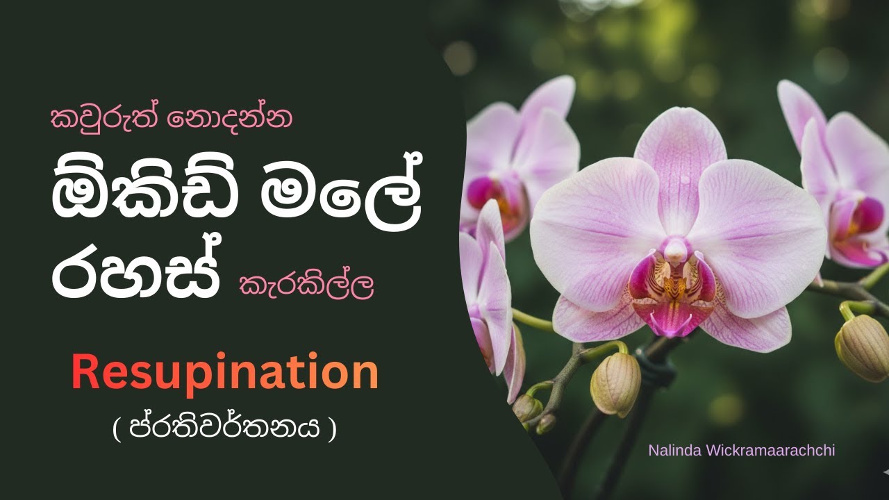 කවුරුත් නොදන්න ඕකිඩ් මලේ රහස් කැරකිල්ල - Resupination