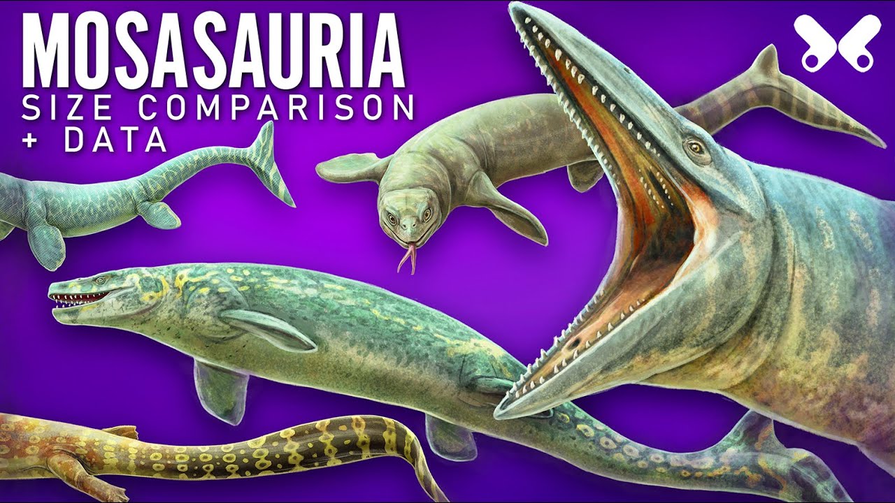 MOSASAURS. marine reptiles.  Size comparison and data
