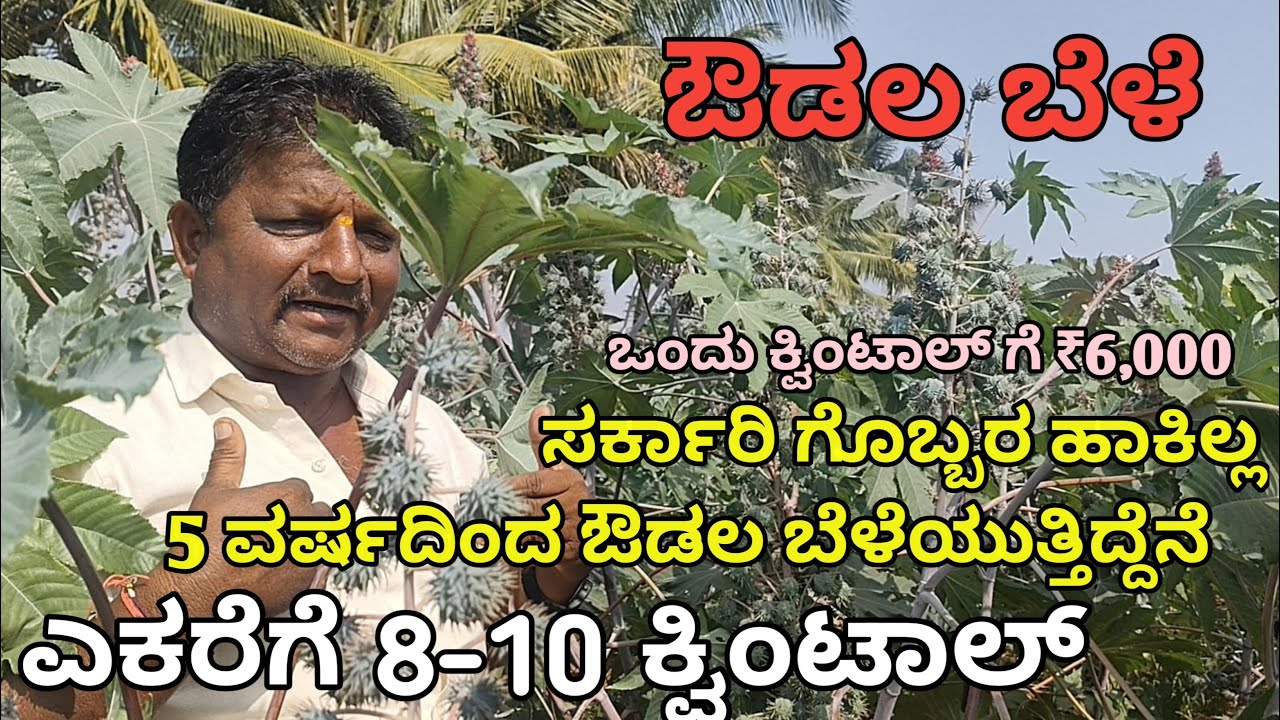 ಔಡಲ ಕೃಷಿ | ಸಿಪ್ಪೆ, ಬೀಜ ,ಹಿಂಡಿ , ಎಣ್ಣಿ ಮಾರಟ|  ಎಕರೆಗೆ 10 ಕ್ವಿಂಟಲ್ ಇಳುವರಿ | ಕ್ವಿಂಟಲ್ ಗೆ ₹6,000