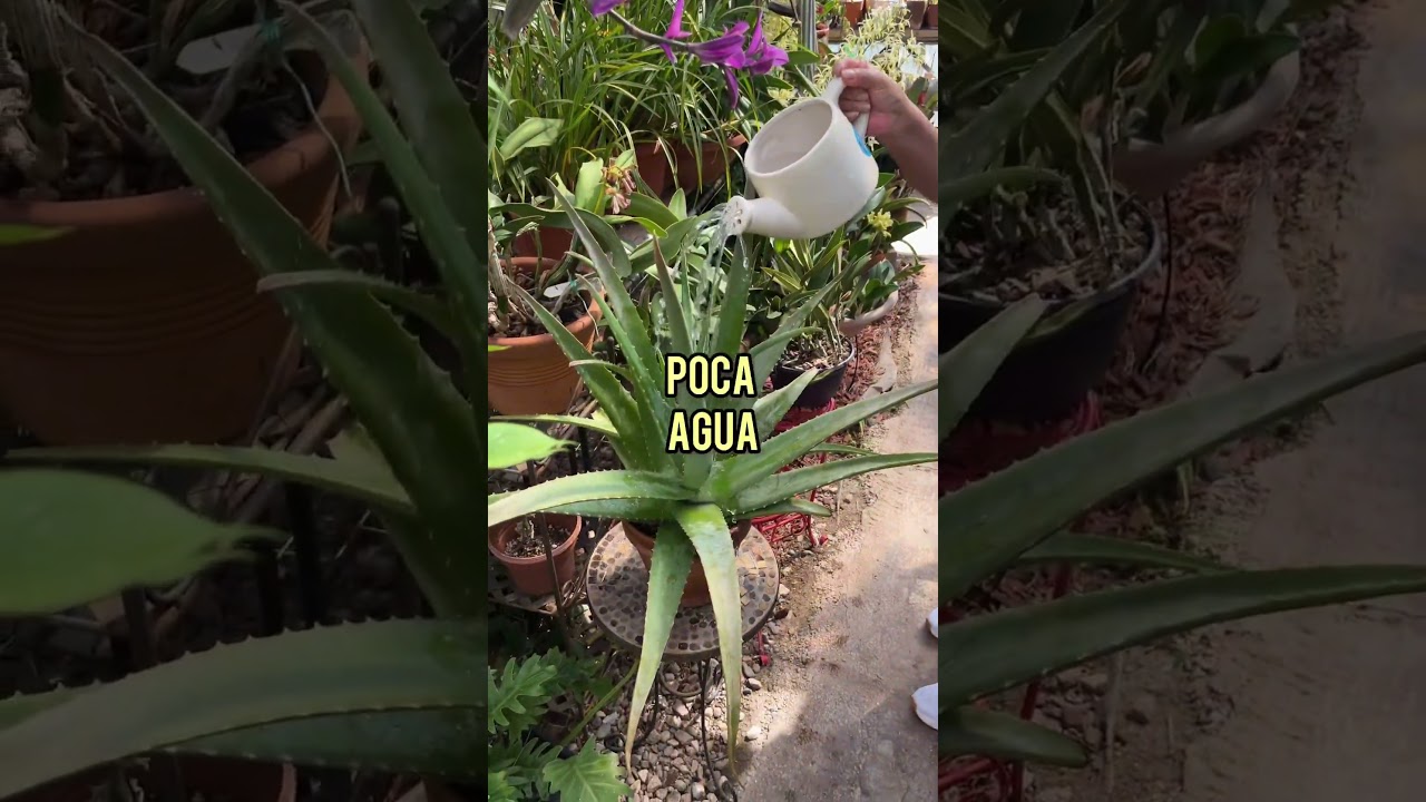 Deje de matar mi s&aacute;bila con estos 2 consejos! #gardening #plantas