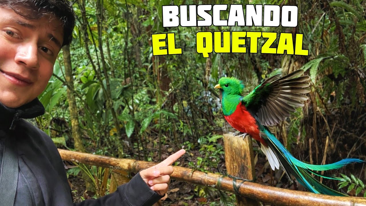 Así vive el QUETZAL en los bosques de Guatemala