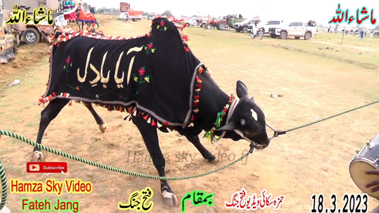 Bull Race Fateh Jang Part 1 18.3.2023