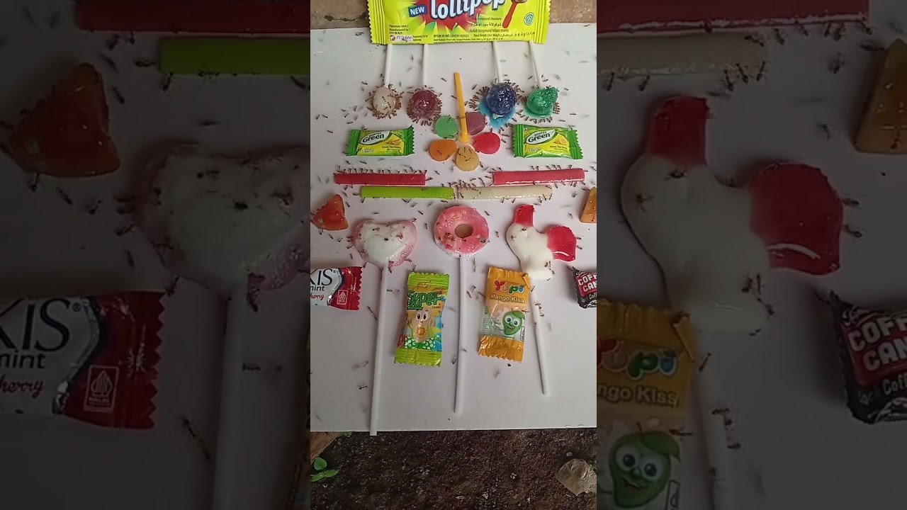 dua puluh permen berbeda warna   semut gak kemana mana #hort