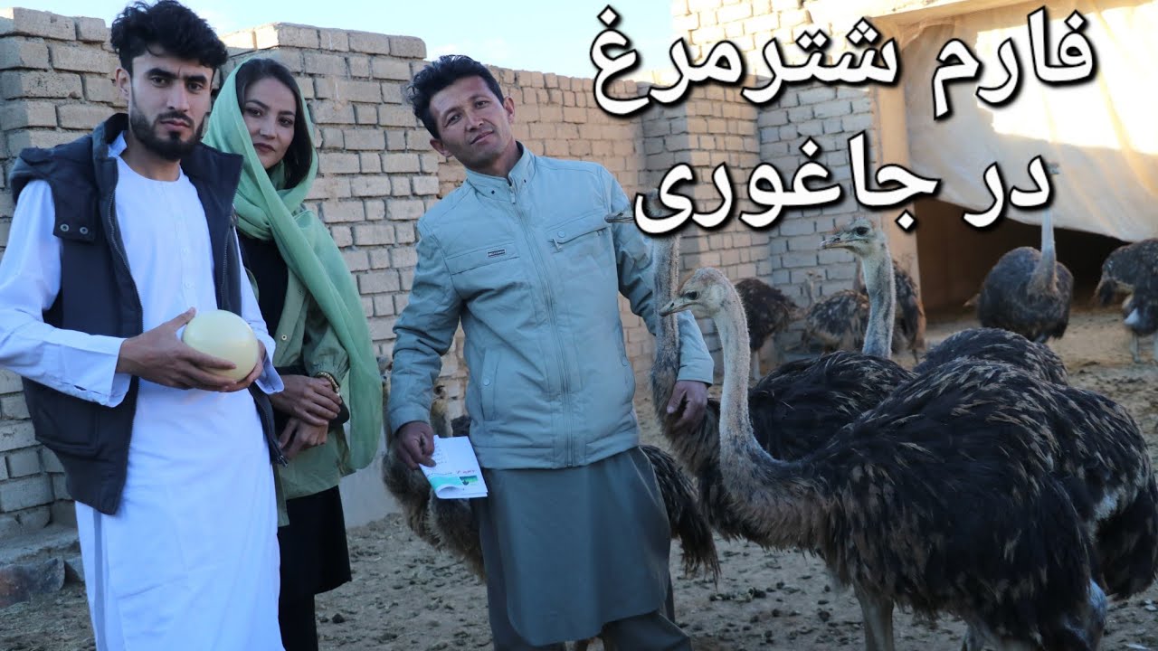 دیدار از فارم شترمرغ در جاغوری زیبا