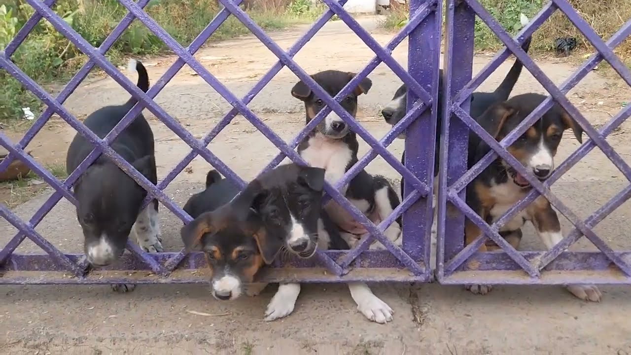 STRAY DOGS WAITING FOR FOOD 🥑🥝#STRAY#STREET#DOGS#ANIMALS#feeding
