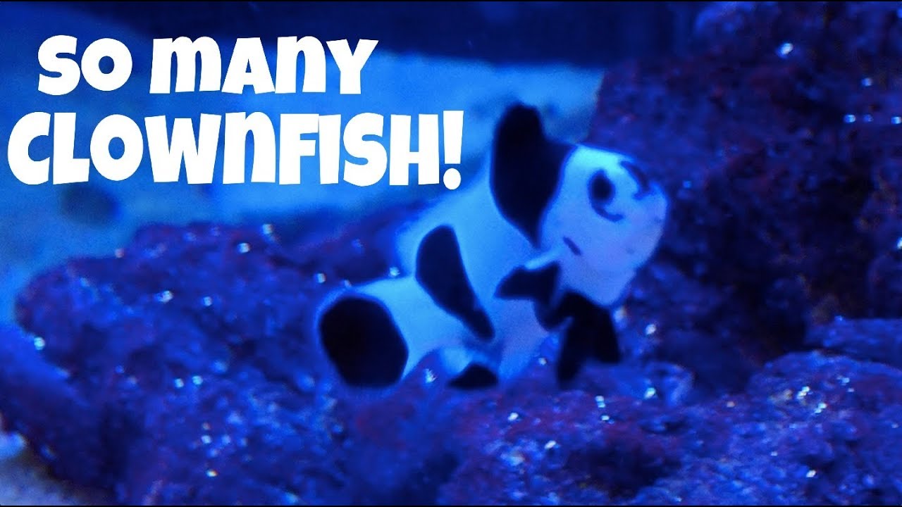 CLOWNFISH MANIA!!! Designer clownfish!
