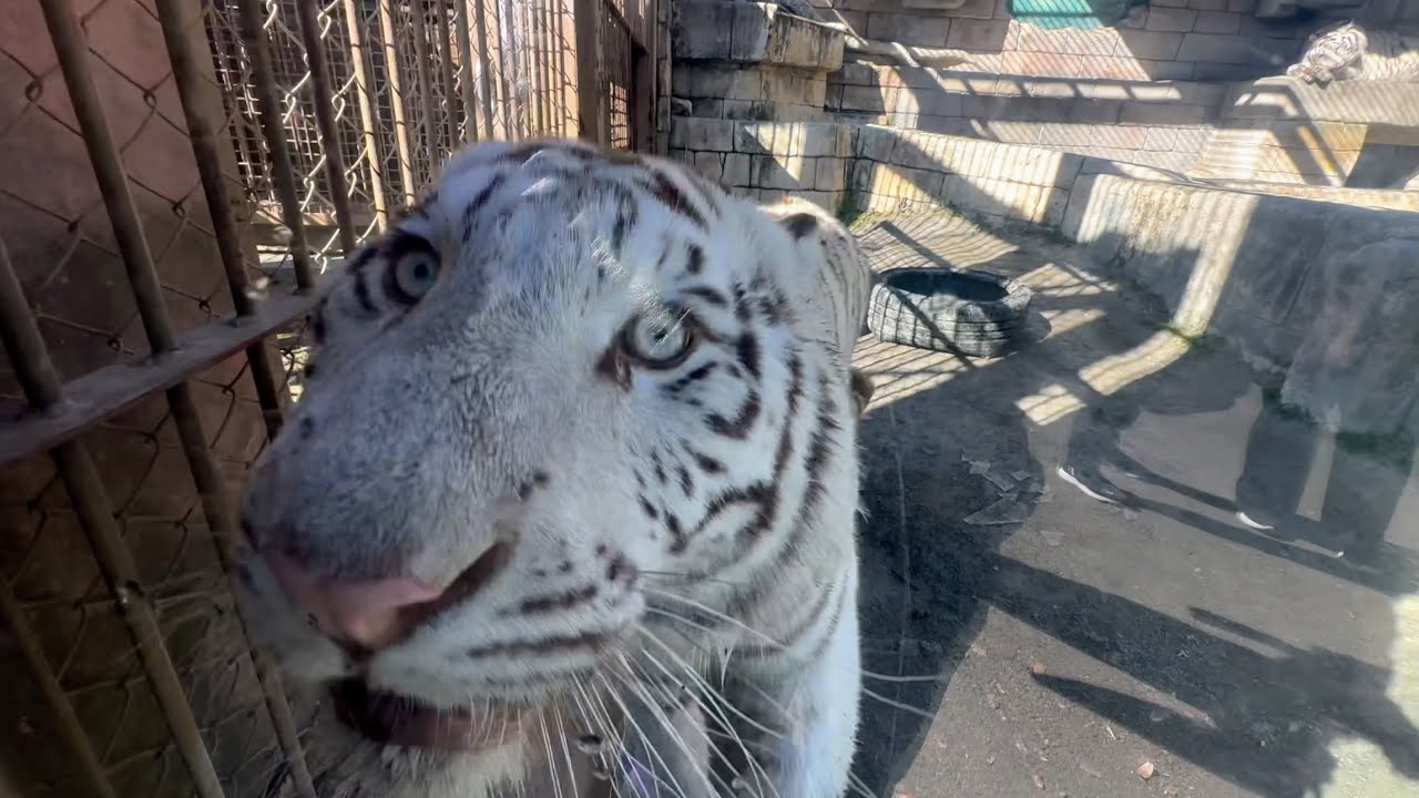 近くに来て挨拶してくれたハクくん😊　1月23日 東武動物公園　ホワイトタイガー