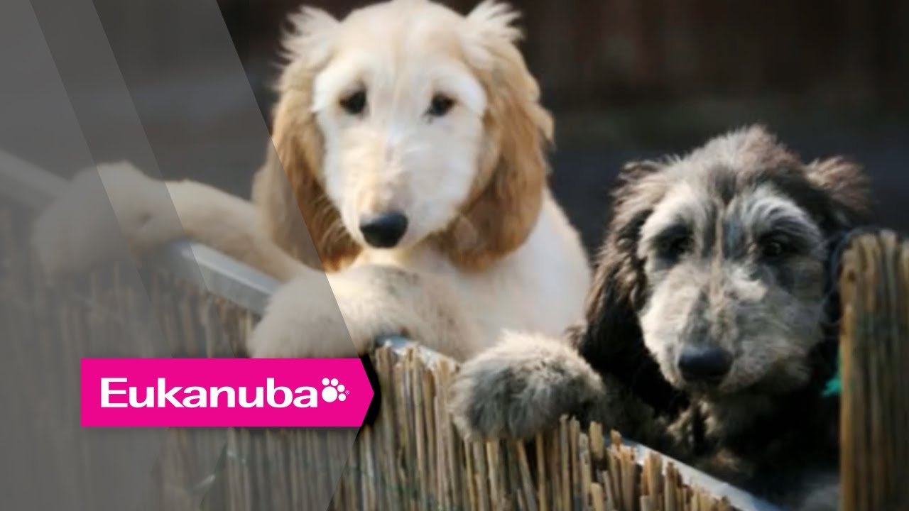 Eukanuba World Challenge - Colin the Afghan Hound - Part 1