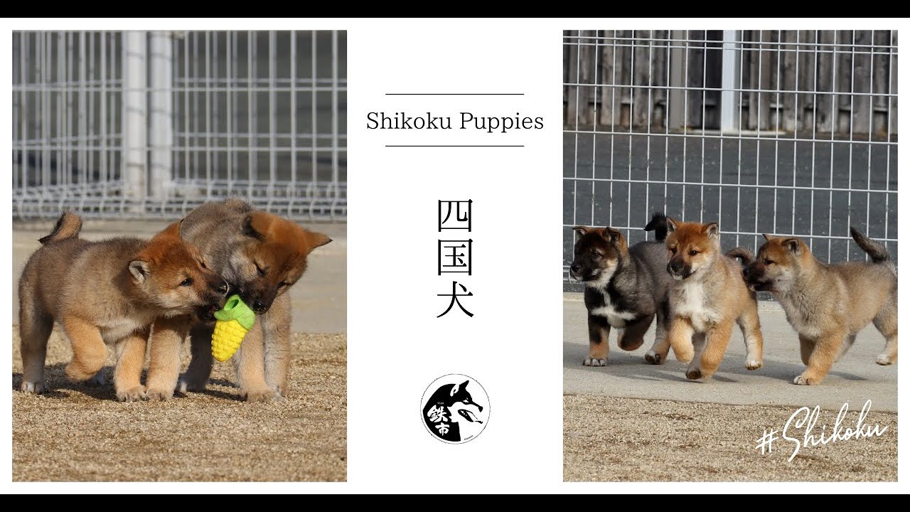 BN20221119【四国犬】