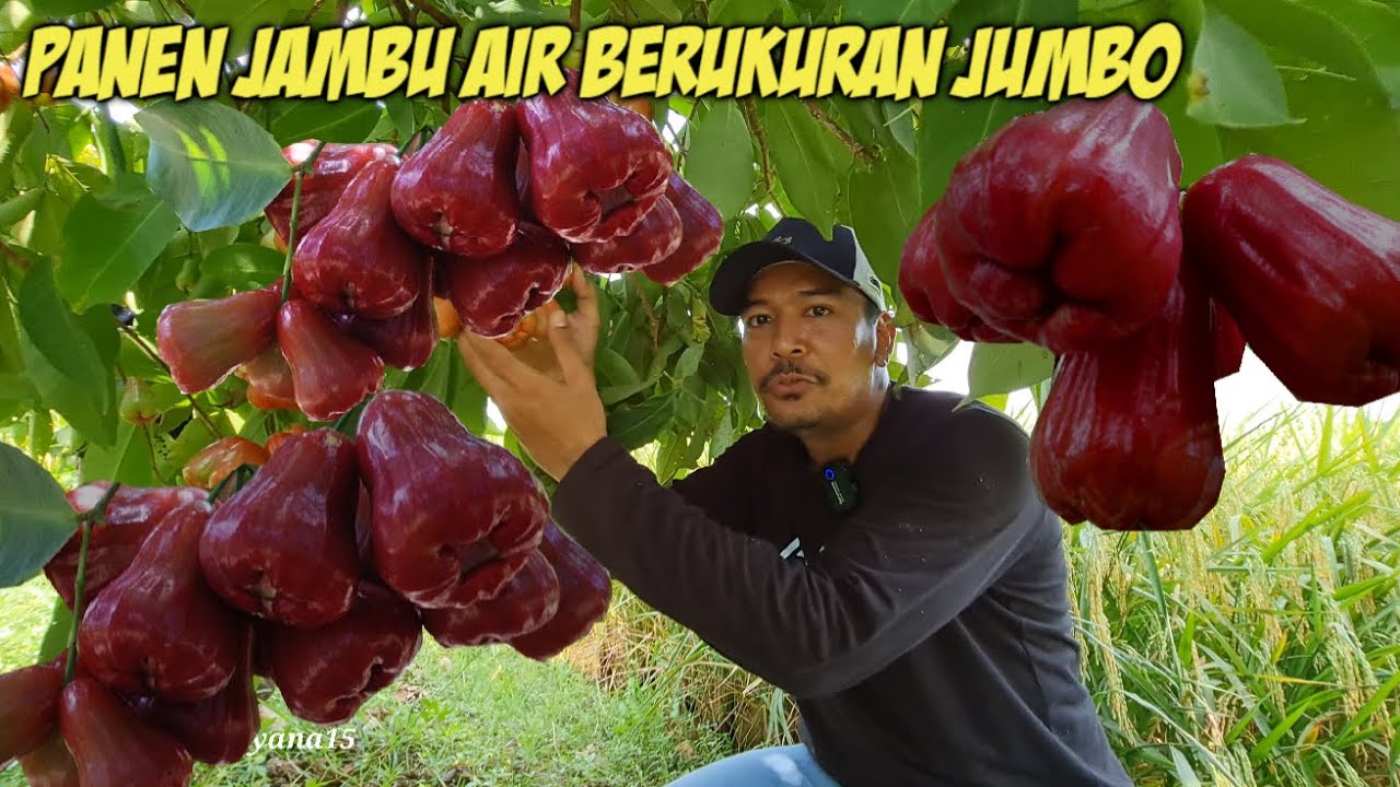PANEN BUAH YG TIDAK BISA DITEMUKAN DI ARAB
