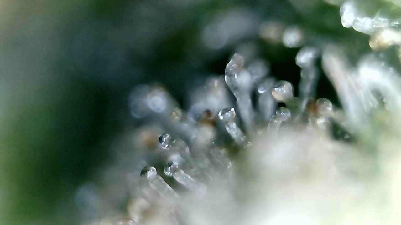 Ditch Weed Closeup
